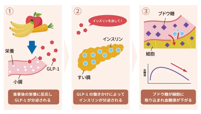 GLP-1が血糖値を下げる仕組み