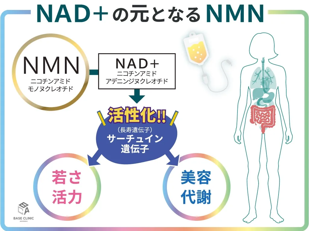 NMNとサーチュイン遺伝子（長寿遺伝子）の関係 