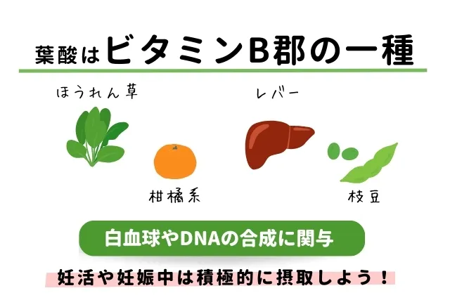 葉酸とは？胎児の発育に関与するビタミンB群