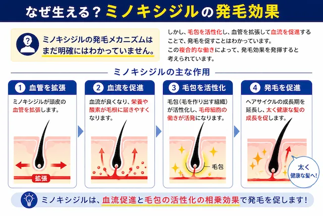 発毛剤の効果は？おすすめの発毛剤＆発毛促進剤を男女別に大公開