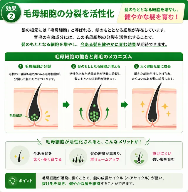 毛母細胞の分裂を活性化