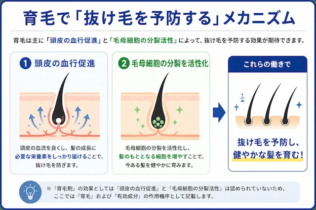 育毛で『抜け毛を予防する』メカニズム