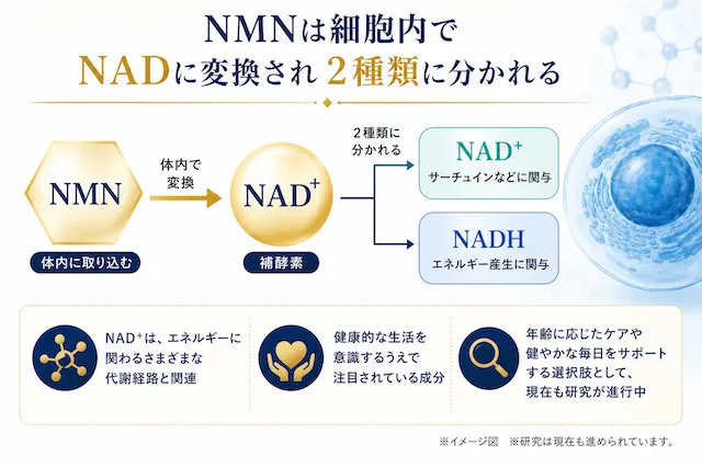NMNは細胞内でNADに変換され２種類に分かれる