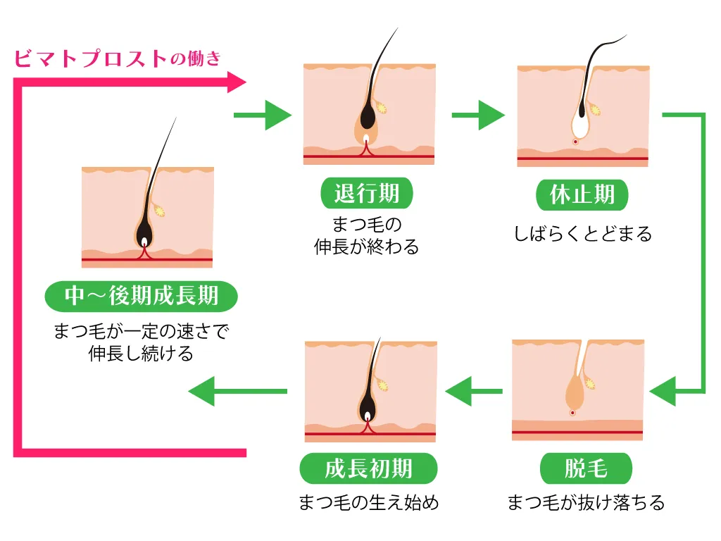 有効成分『ビマトプロスト』の効果