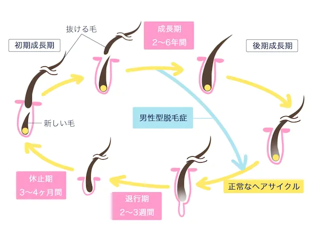 発毛サイクル