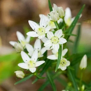 センブリエキス