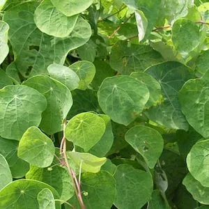 タマサキツヅラフジアルカロイド