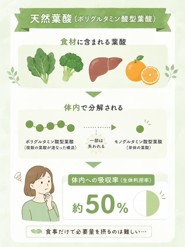 天然葉酸（ポリグルタミン酸型葉酸）