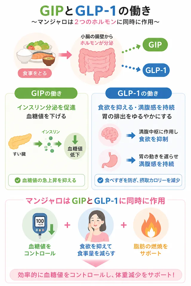 GIPとGLP-1ホルモンの役割