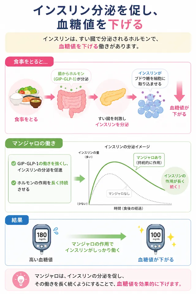 インスリン分泌を促し血糖値を下げる