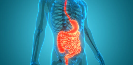 3D Illustration Concept of Human Digestive System Anatomy