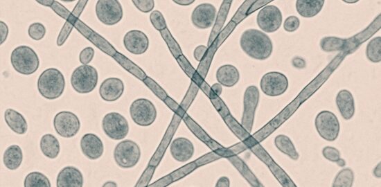 candida